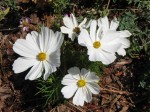 white flowers