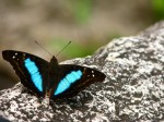 Blue Butterfly on a stone